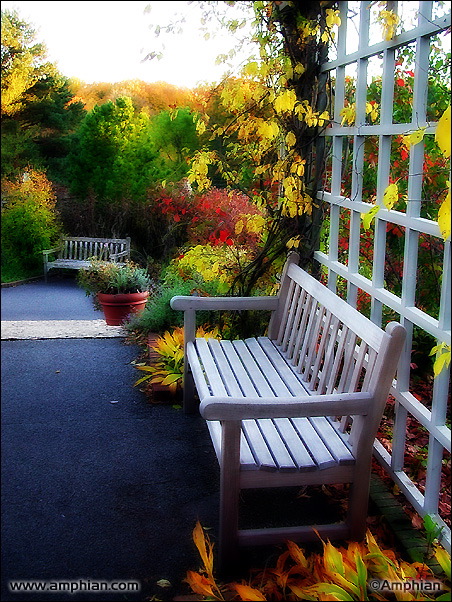 Autumn Arbor