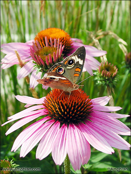 Floral Feast