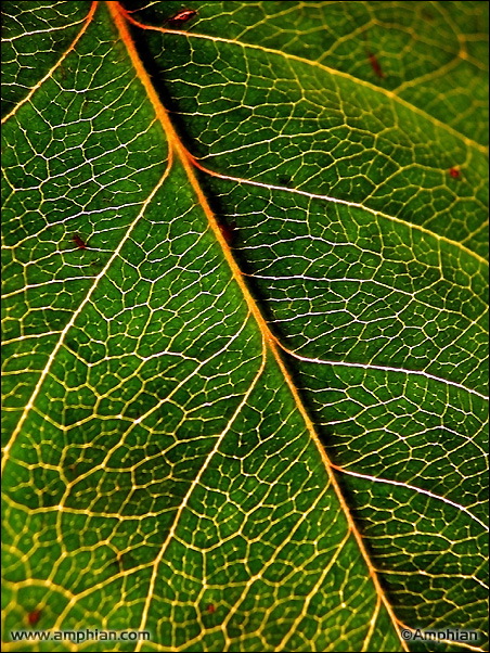 Gold Veins