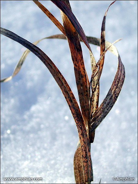 Hand of Winter