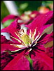 Abstract Clematis
