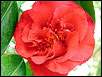 Morning Camellia